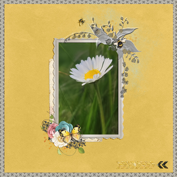 beautiful daisy