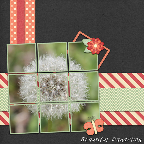 Beautiful Dandelion