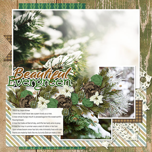 BEAUTIFUL EVERGREEN