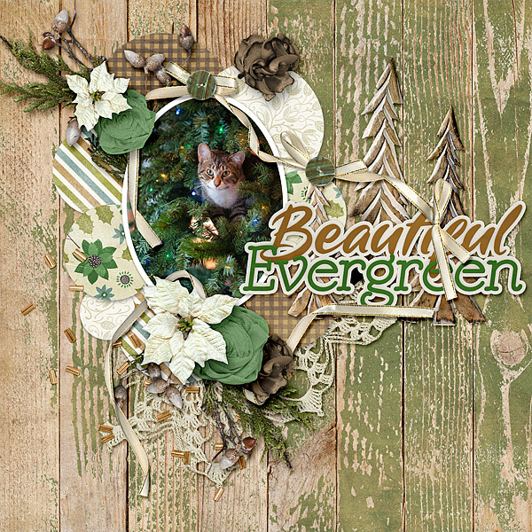 Beautiful Evergreen