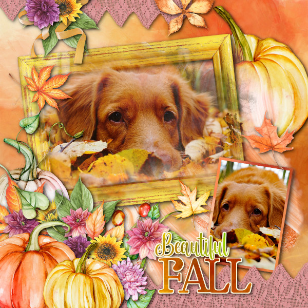 Beautiful Fall