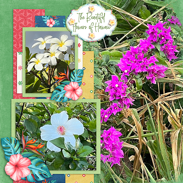 Beautiful Flowers of Hawaii
