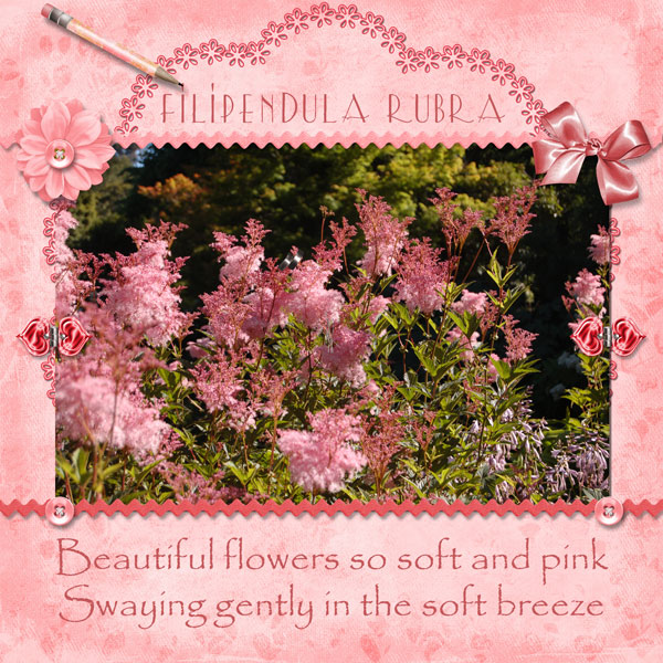 Beautiful Flowers