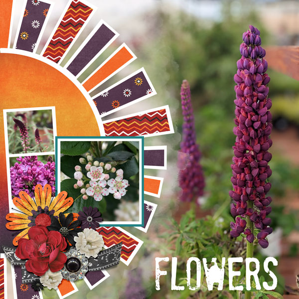 Beautiful Flowers
