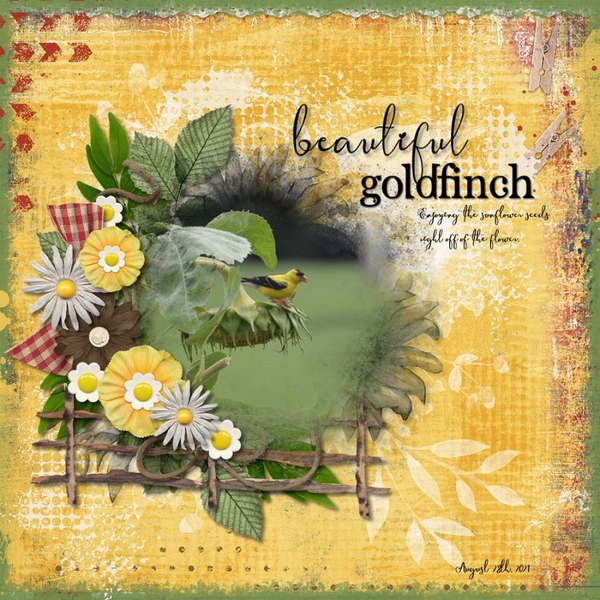 beautiful Goldfinch