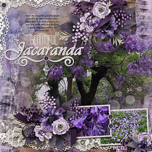 Beautiful Jacaranda