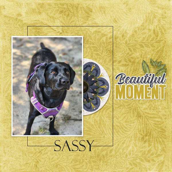 Beautiful Moment - Sassy