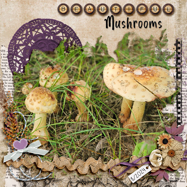 Beautiful Mushrooms