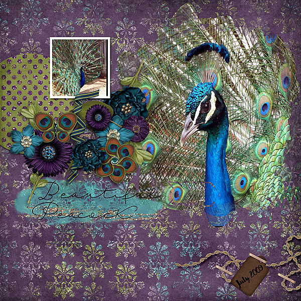 Beautiful Peacock
