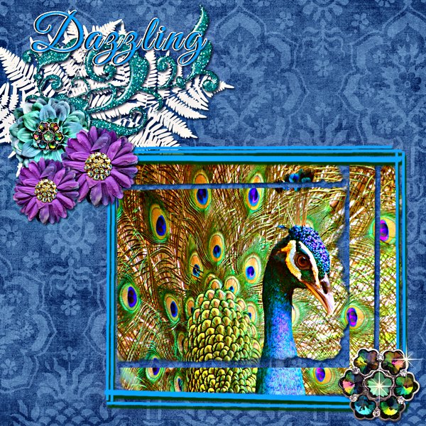 Beautiful Peacock