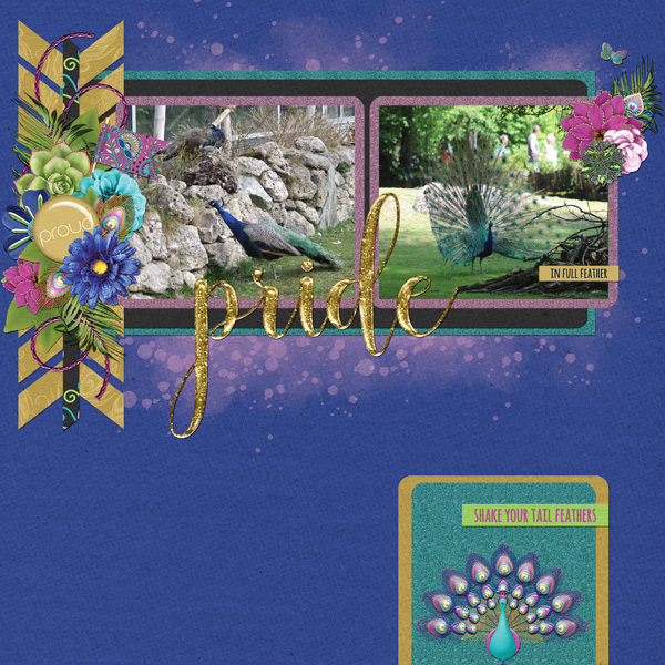 beautiful peacock