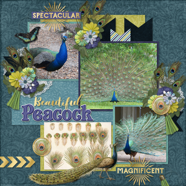 Beautiful Peacock