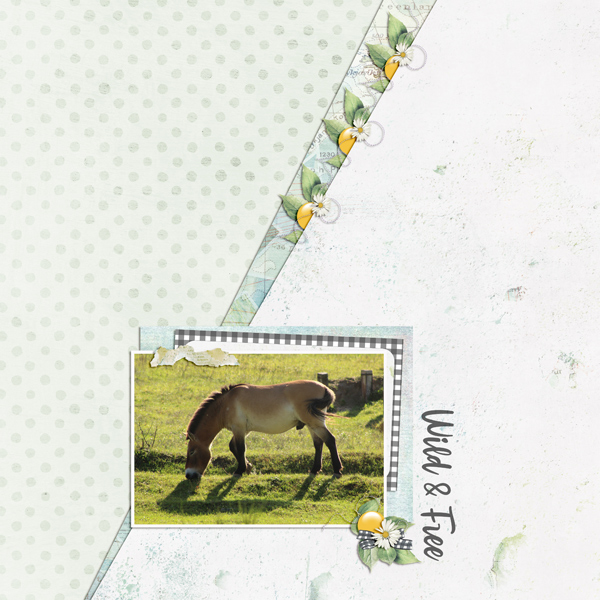 Beautiful Przewalski horse