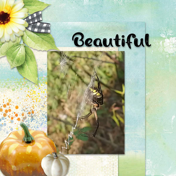 Beautiful Spider