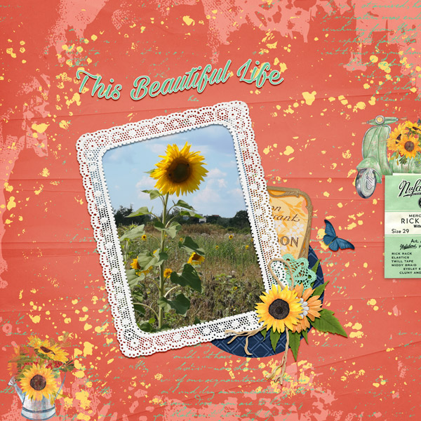 beautiful sunflowers
