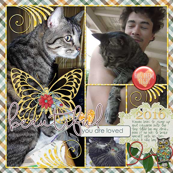 Beautiful Tabby
