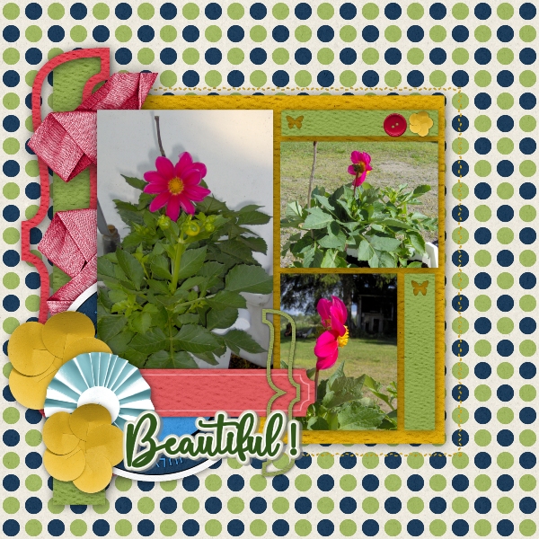 Beautiful_dahlia
