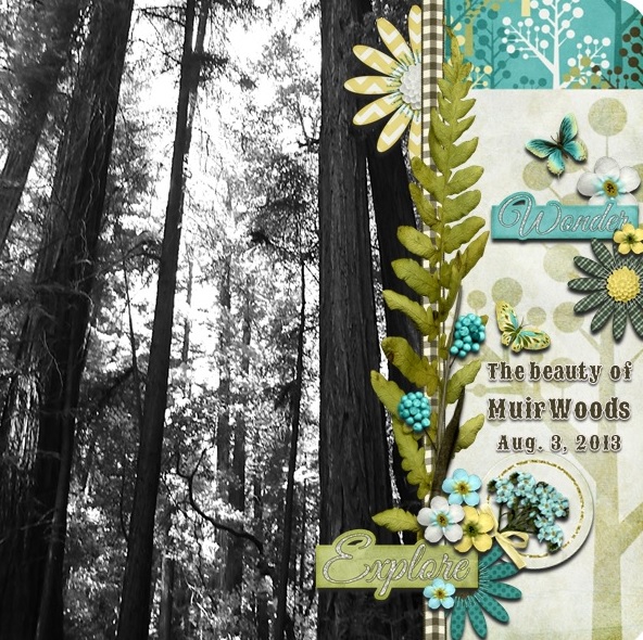 Beauty of Muir Woods