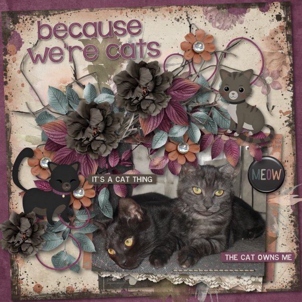 Because were cats