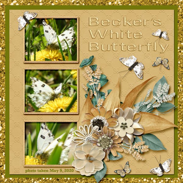 Becker's White Butterfly small.jpg