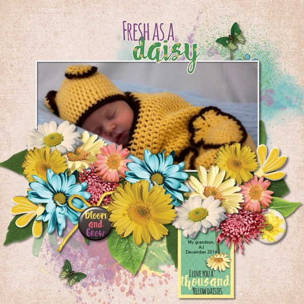 Bed of Daisies