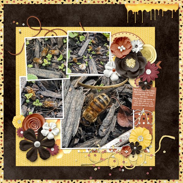 Bees!