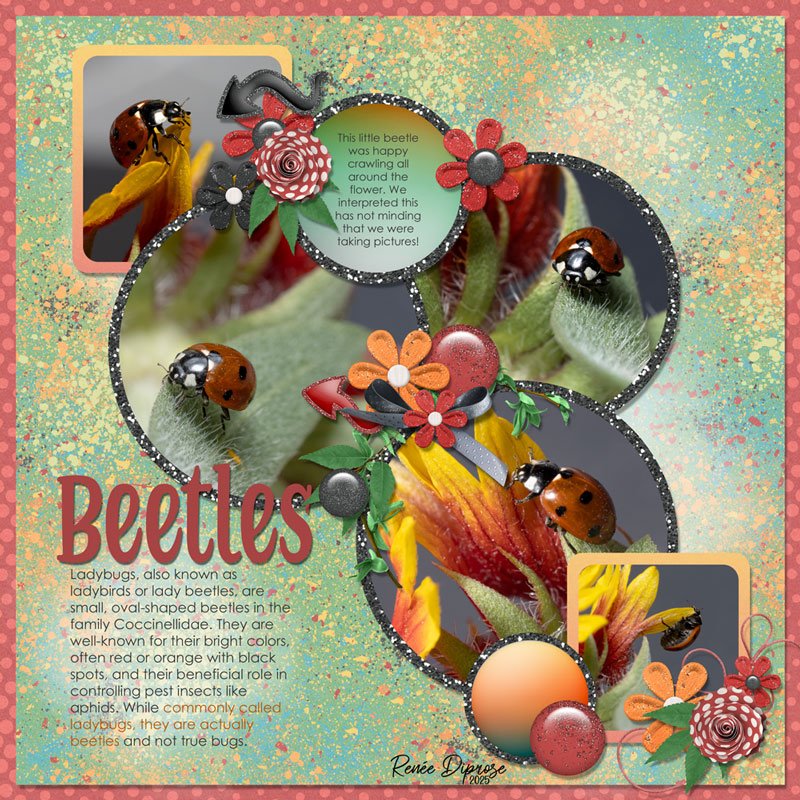 Beetles