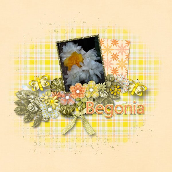 Begonia