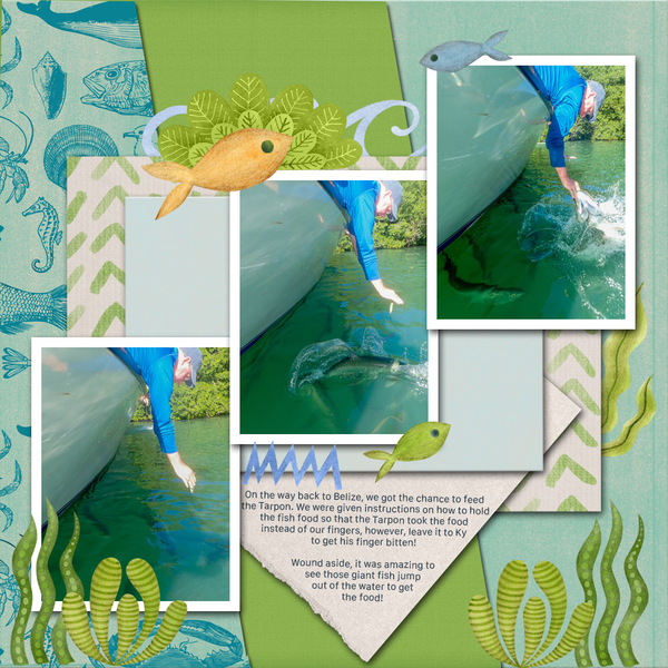 Belize - Feeding the Tarpons