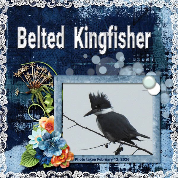 Belted Kingfisher small.jpg