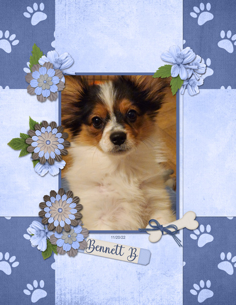 Bennett B