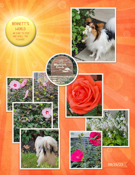 Bennett's World - be sure to stop and smell the flowers