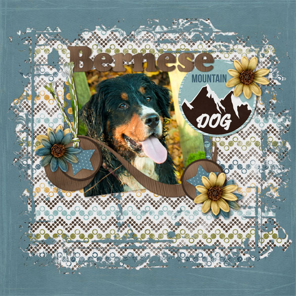 Bernese Mountain Dog