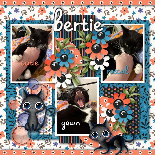 Bertie Cat