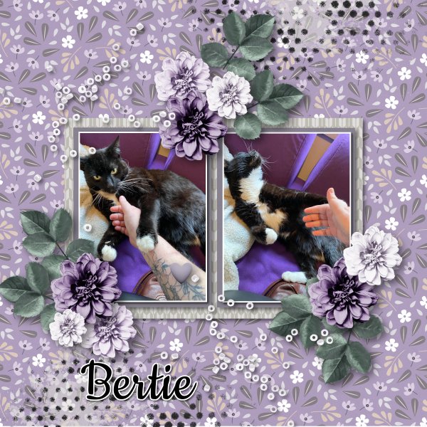 Bertie