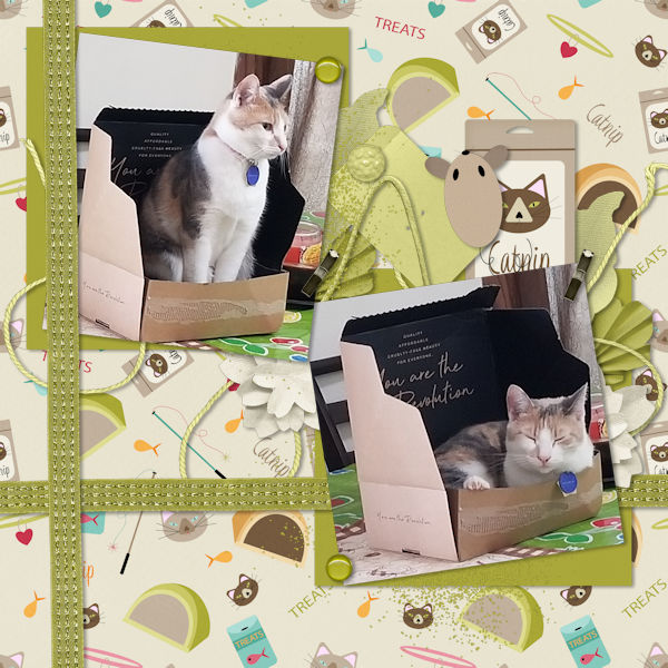 Bessie and The Box