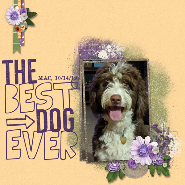 Best Dog Ever