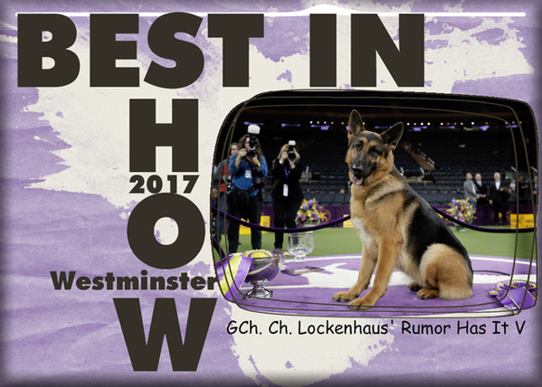 BEST IN SHOW