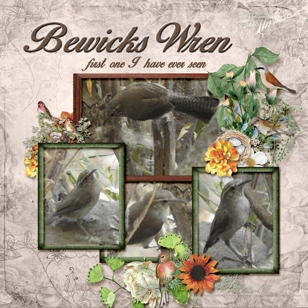Bewicks_Wren_small