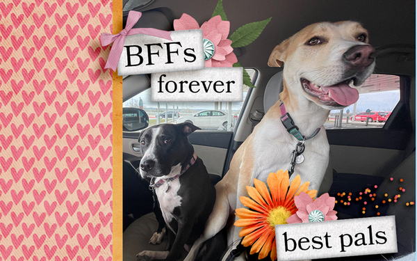 BFFs Forever