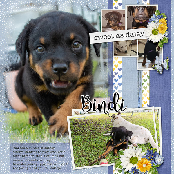 Bindi