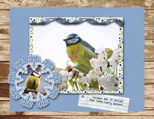 Bird and Blossoms