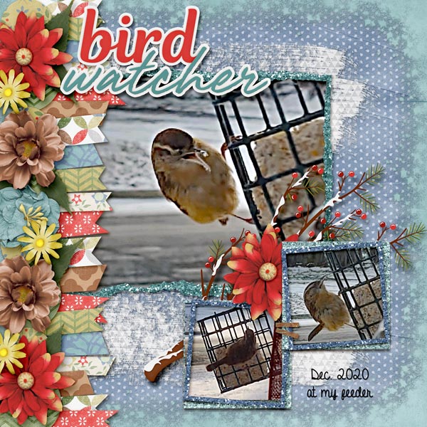 Bird at my feeder
