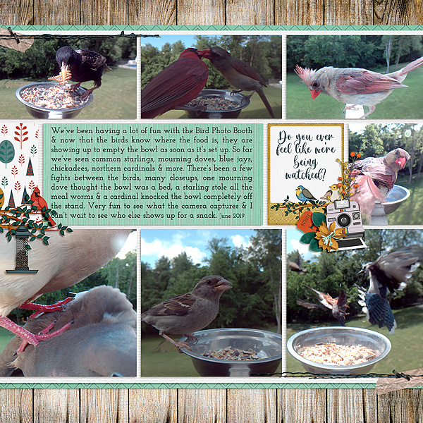 Bird Camera