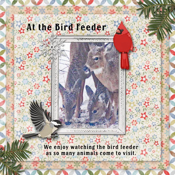 Bird Feeder