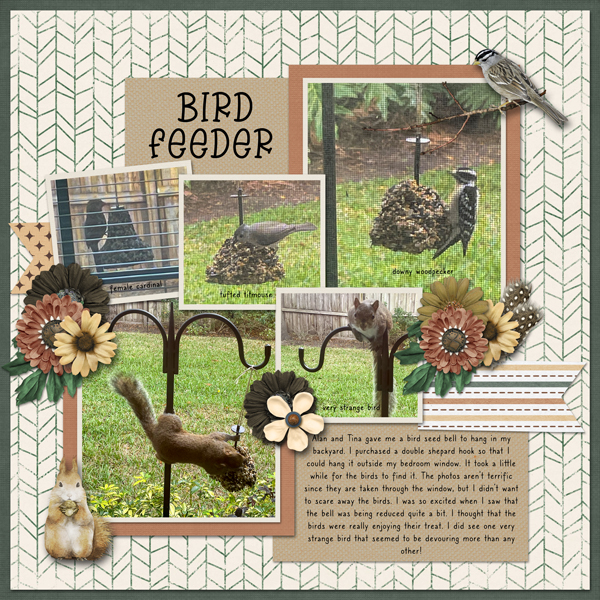 Bird Feeder