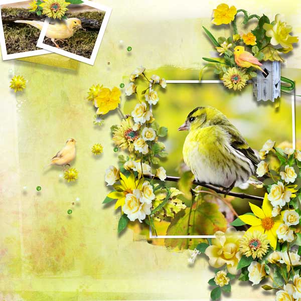 bird gossip