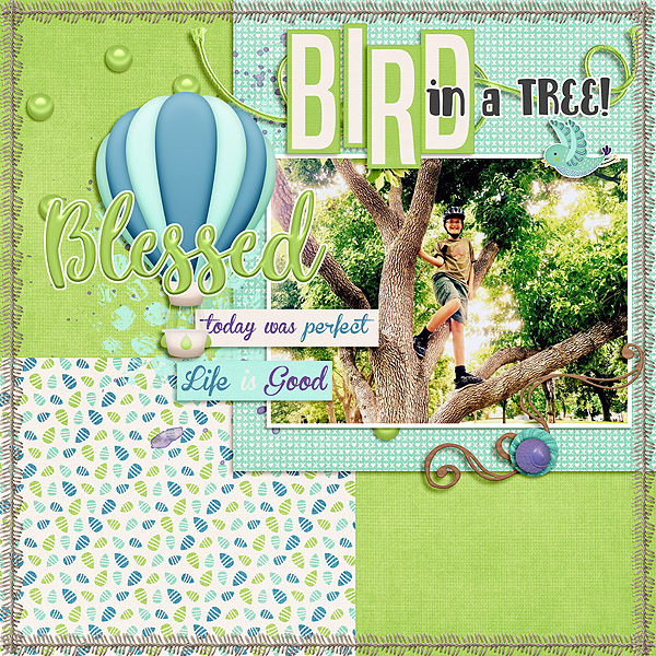 Bird in a Tree