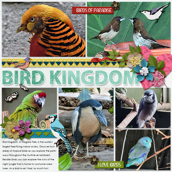 Bird Kingdom