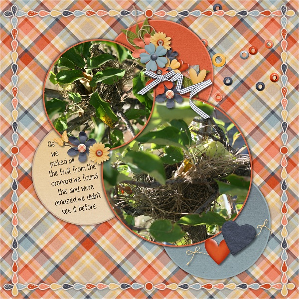 Bird Nest